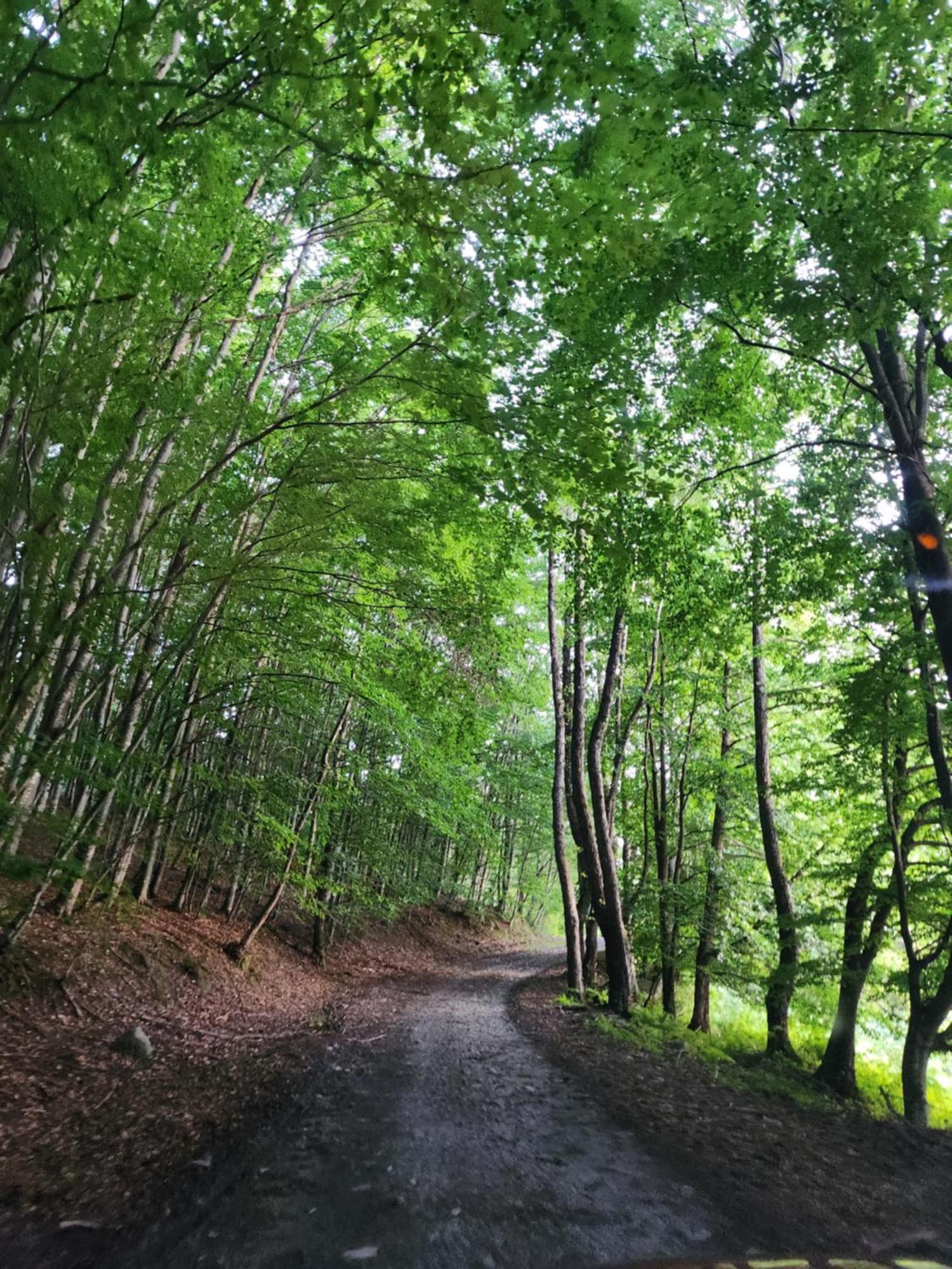 Cabana Valea Bradului Nucşoara Buitenkant foto